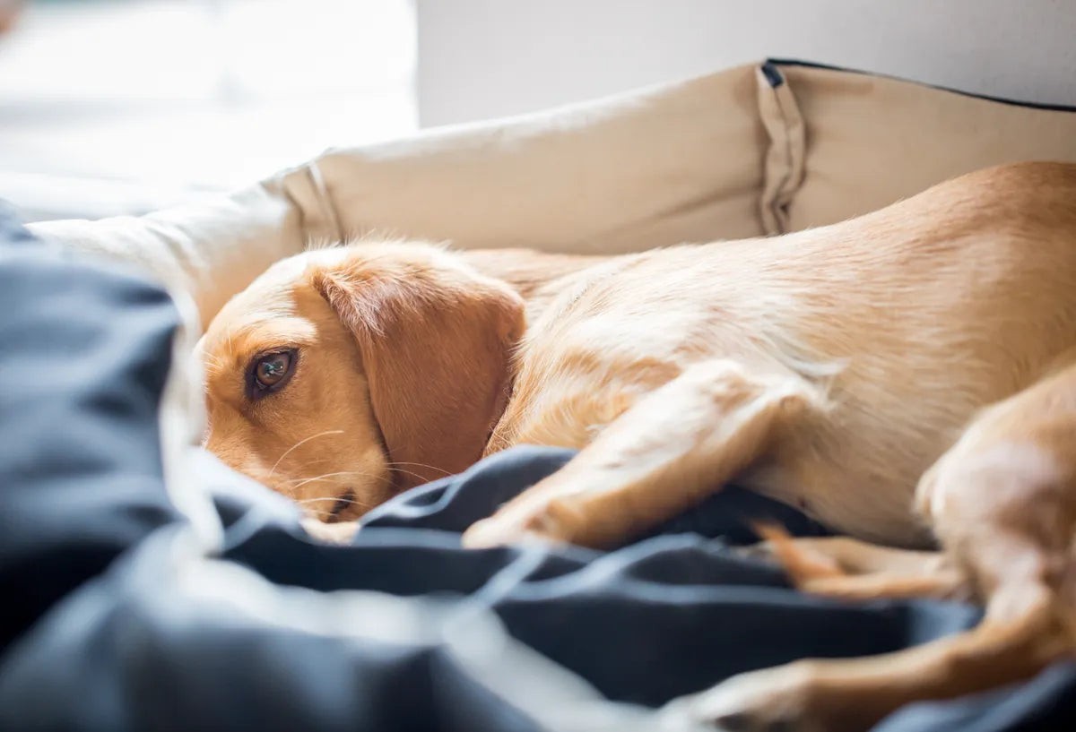 Hellbrauner Labrador Hund liegt krank im Hundebett 