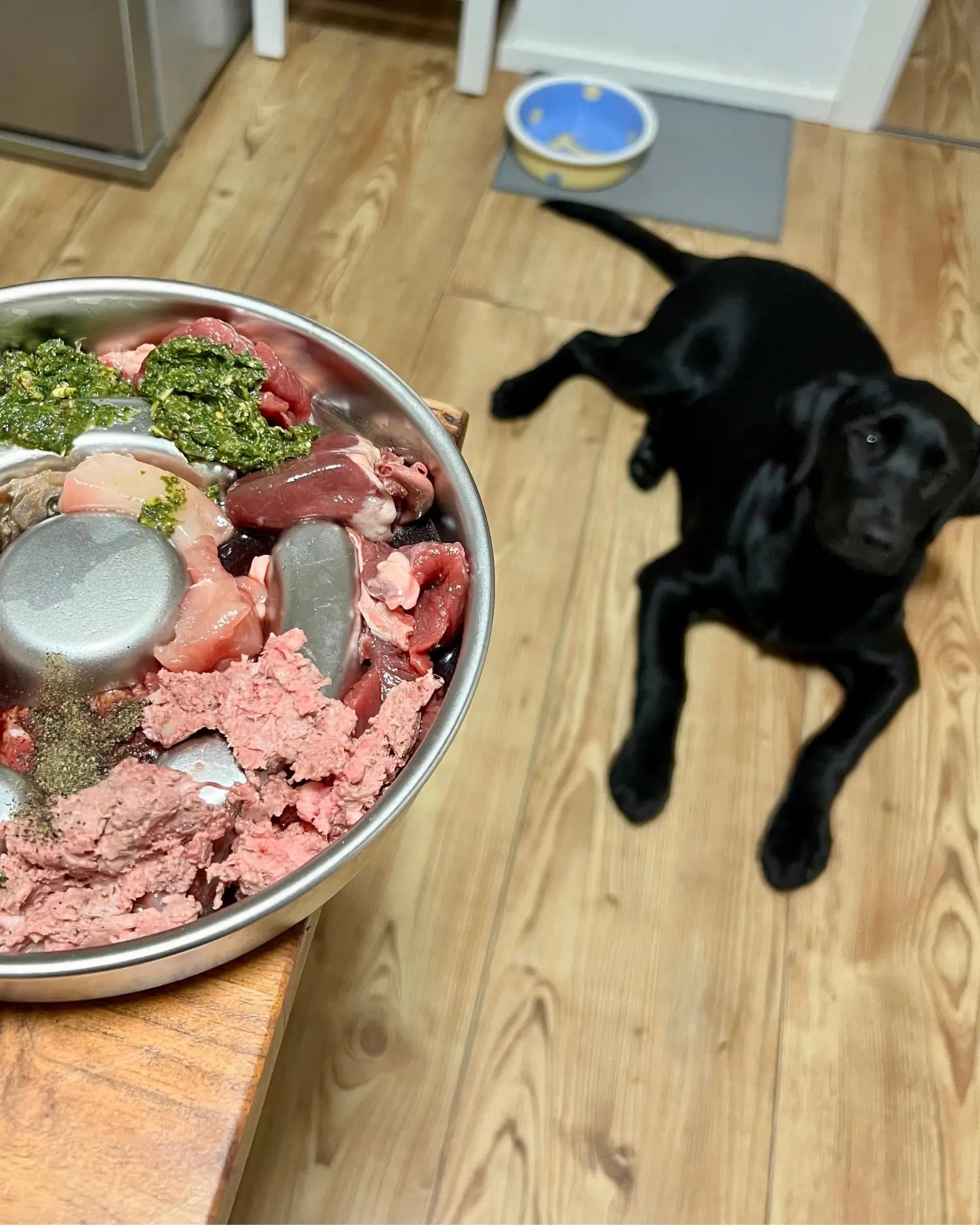 Labrador liegt auf dem Küchenboden und schaut auf einen BARF-Napf mit rohem Fleisch, Fisch, Innereien und grüner Gemüsemischung auf einem Tisch im Vordergrund