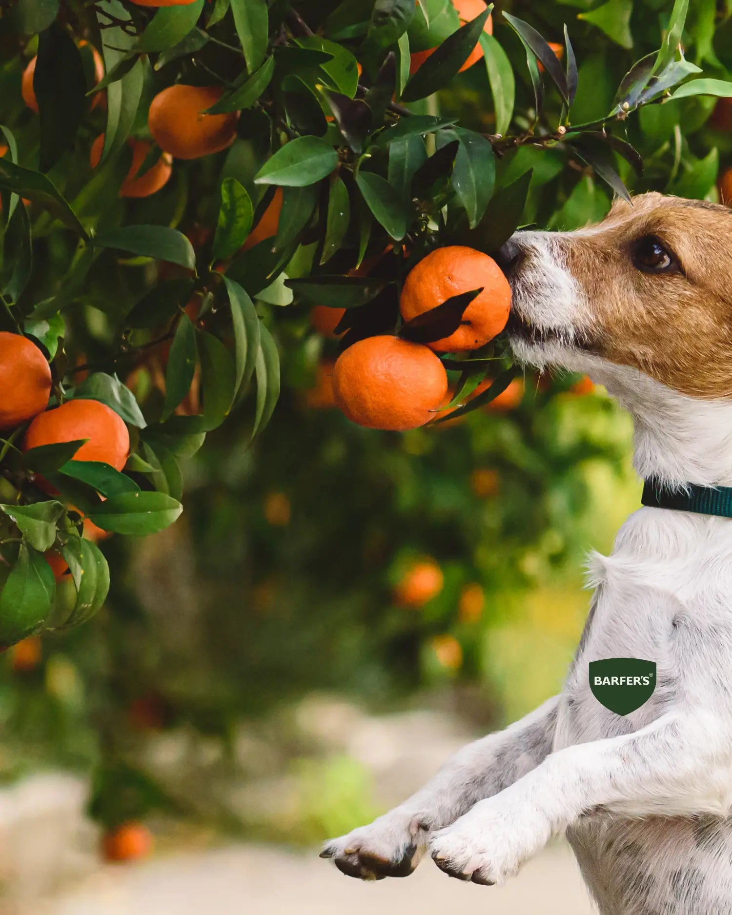 Hund schnuppert an reifen Mandarinen an einem Mandarinenbaum im Garten, mehrere orange Früchte zwischen grünen Blättern sichtbar, BARFER’S Logo unten im Bild eingeblendet