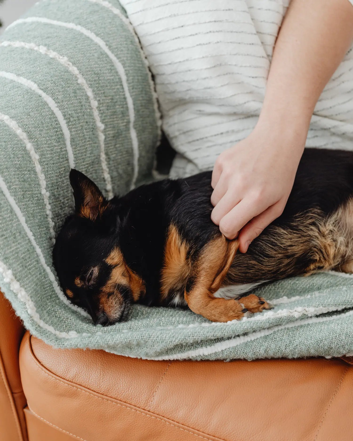 Schlafender schwarz-brauner Hund wird von Halterin auf dem Sofa gestreichelt – zum Ratgeber Mangelerscheinungen bei BARF