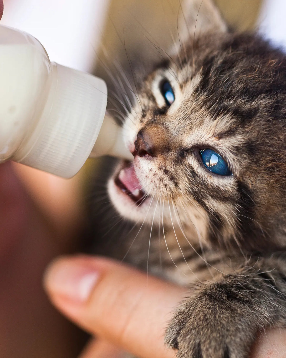 Kätzchen wird mit einer Flasche Milchaustauscher von Hand gefüttert