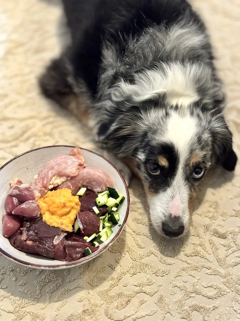 Mini Aussie Amira in Blue Merle liegt neben einem Napf mit BARF-Futter aus rohem Muskelfleisch, Innereien, Rohfleischknochen, püriertem Gemüse und Obst