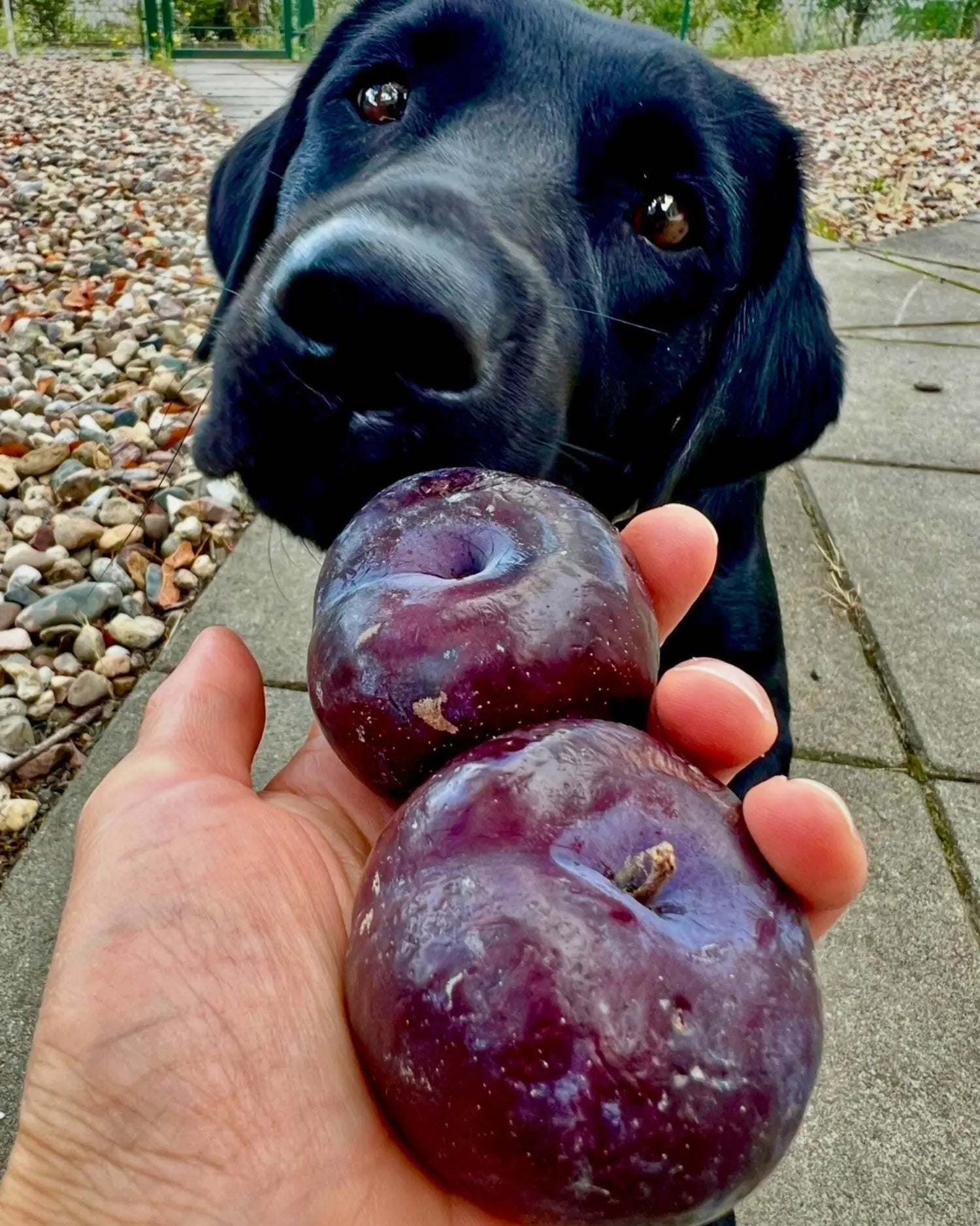 Schwarzer Hund im Freien blickt auf zwei dunkle Pflaumen, die eine Hand ihm entgegenhält