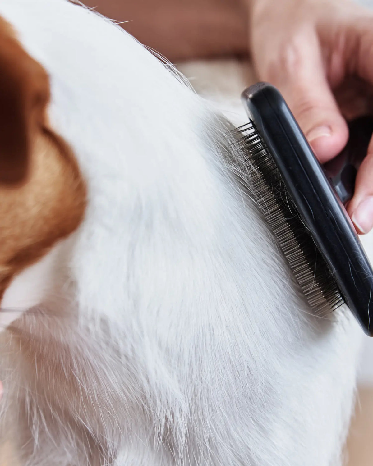 Weißes Hundefell wird mit einer speziellen Bürste gebürstet, um lose Haare zu entfernen