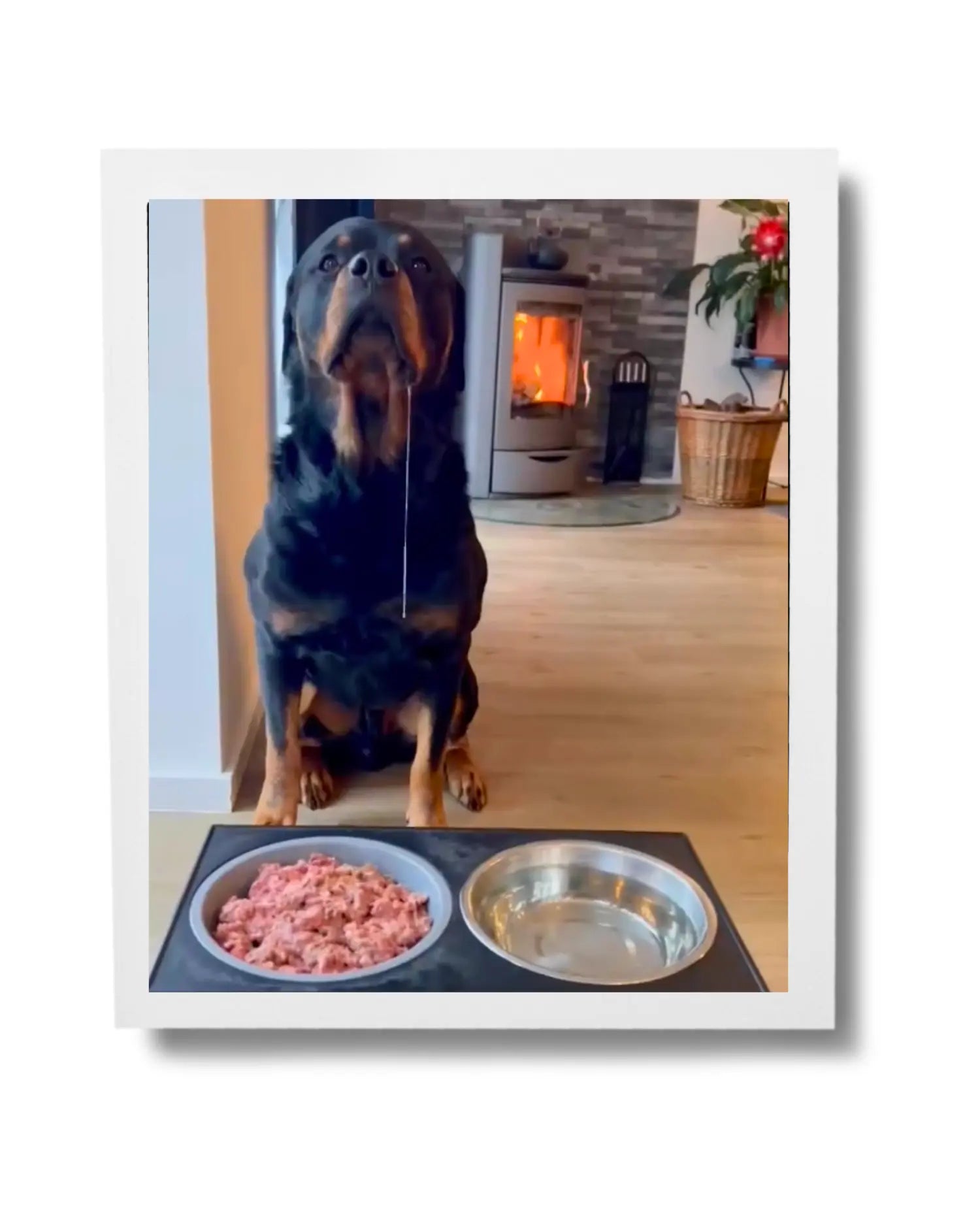 Rottweiler wartet vor seinem Napf mit gewolftem Pur-Mix Rind von BARFER'S 
