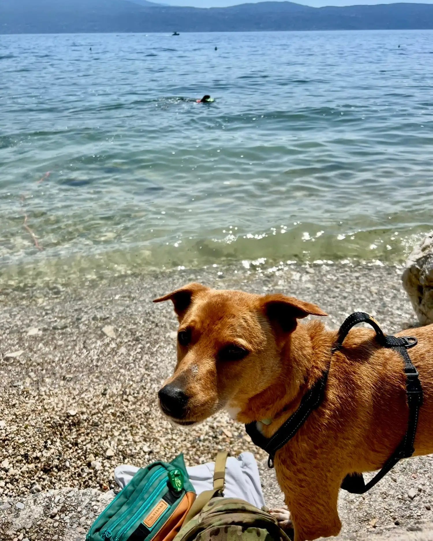 Braun-beiger Hund steht angeleint mit Geschirr am Kiesufer eines Sees, im Hintergrund schwimmt ein schwarzer Labrador im klaren Wasser vor bewaldeten Hügeln.