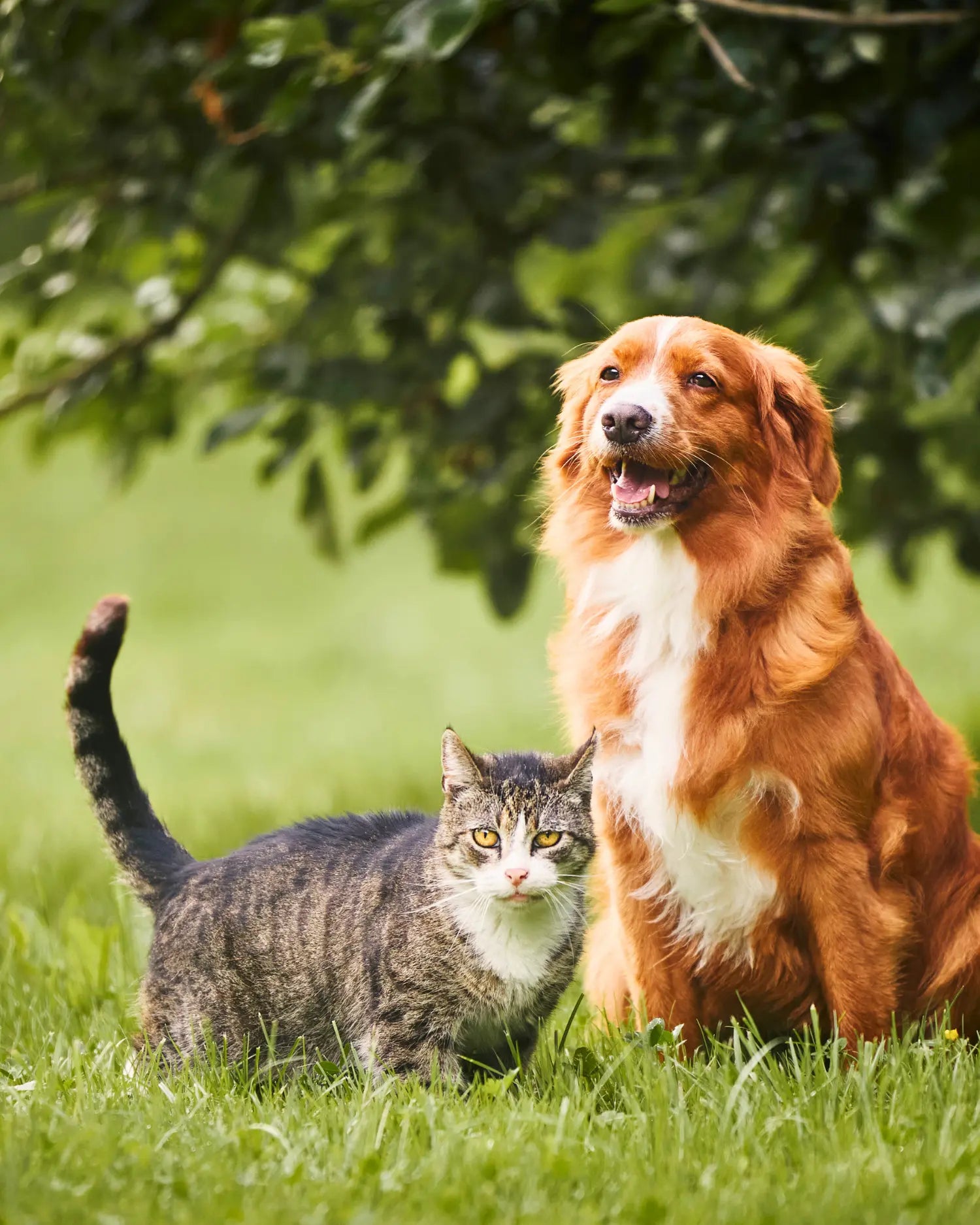 Hund und Katze sitzen gemeinsam auf einer grünen Wiese unter einem Baum - BARF kann die Gesundheit von Seniortieren bis ins hohe Alter unterstützen