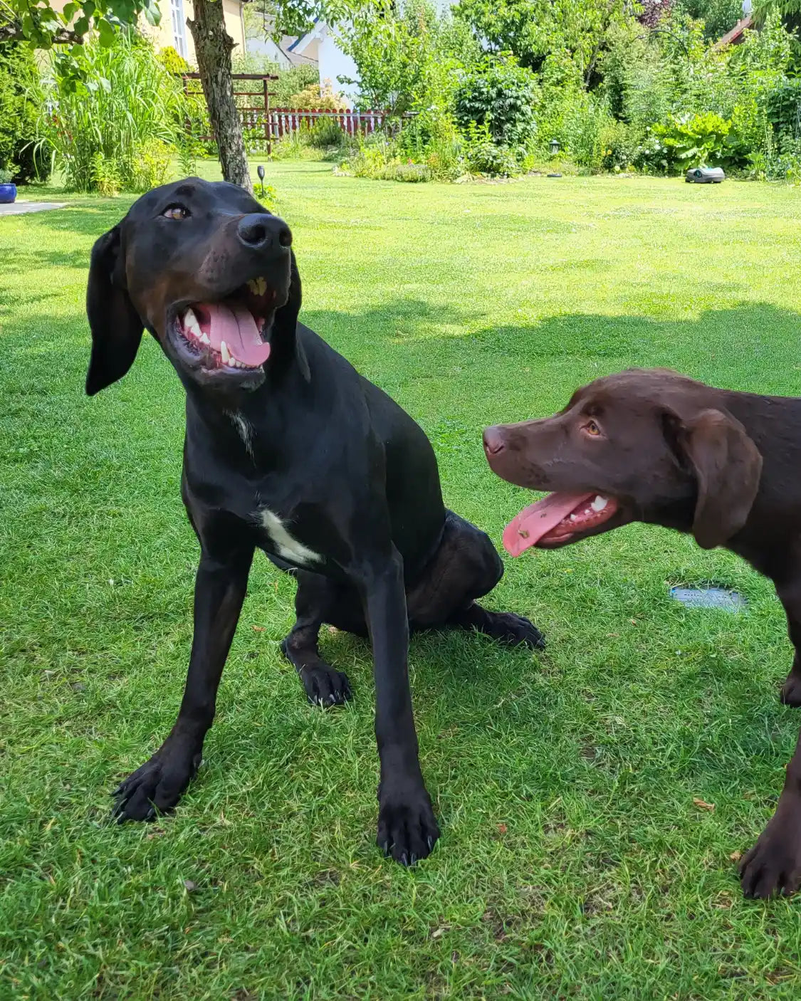 Ein schwarzer und ein brauner Labrador stehen mit heraushängenden Zungen auf einer grünen Wiese - potenzielles Anzeichen für Sodbrennen bei Hunden.