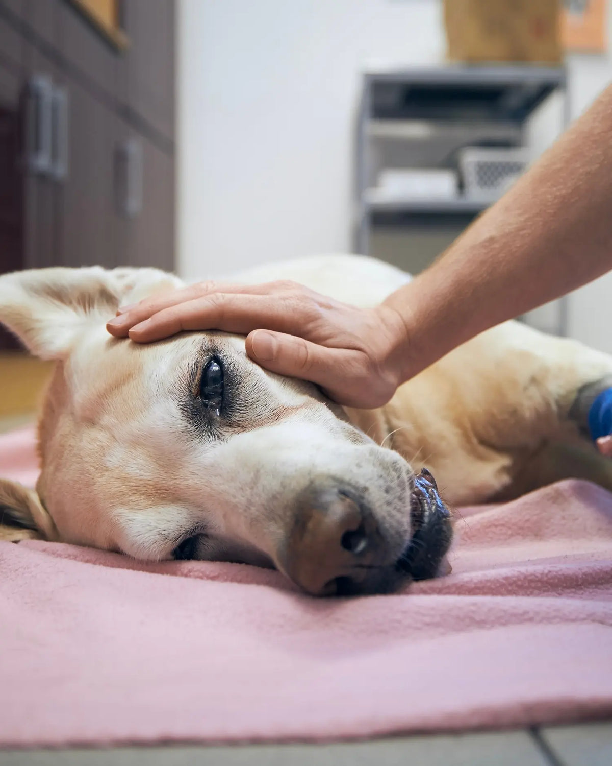 Müder, älterer Hund liegt erschöpft auf einer Untersuchungsliege beim Tierarzt, während eine Hand ihn beruhigend am Kopf streichelt, ein mögliches Anzeichen für Mattigkeit bei einer Nierenerkrankung