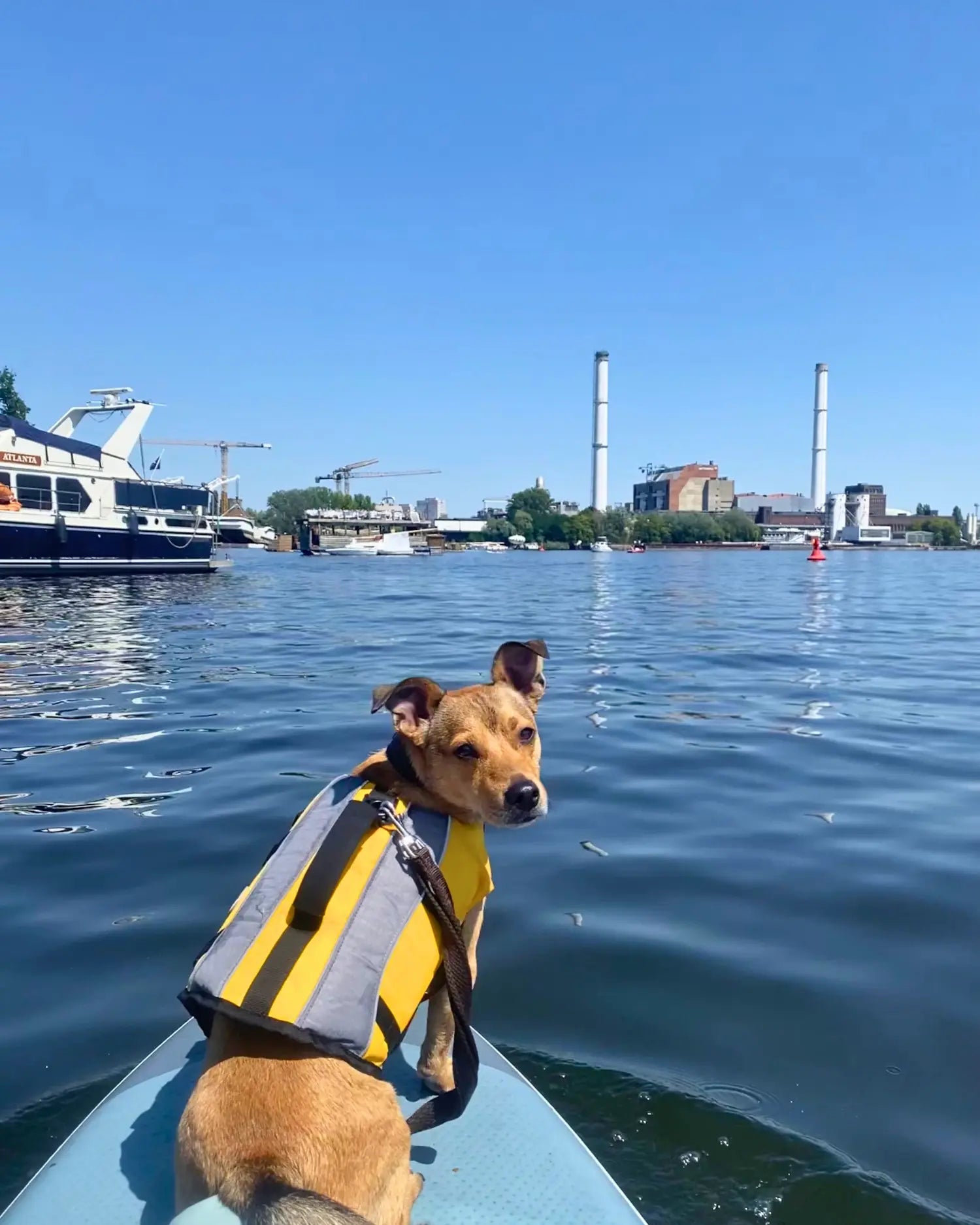 Brauner Terrier mit Schwimmweste sitzt an der Spitze eines SUP-Boards auf der Havel