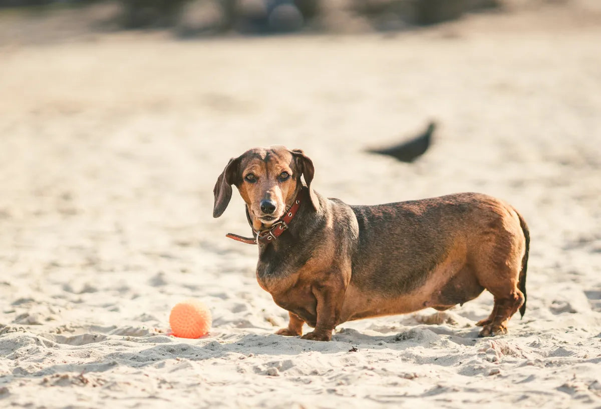 Übergewichtiger Dackel Hund mit Gewichtsproblemen steht am Strand vor einem orangefarbenen Ball 