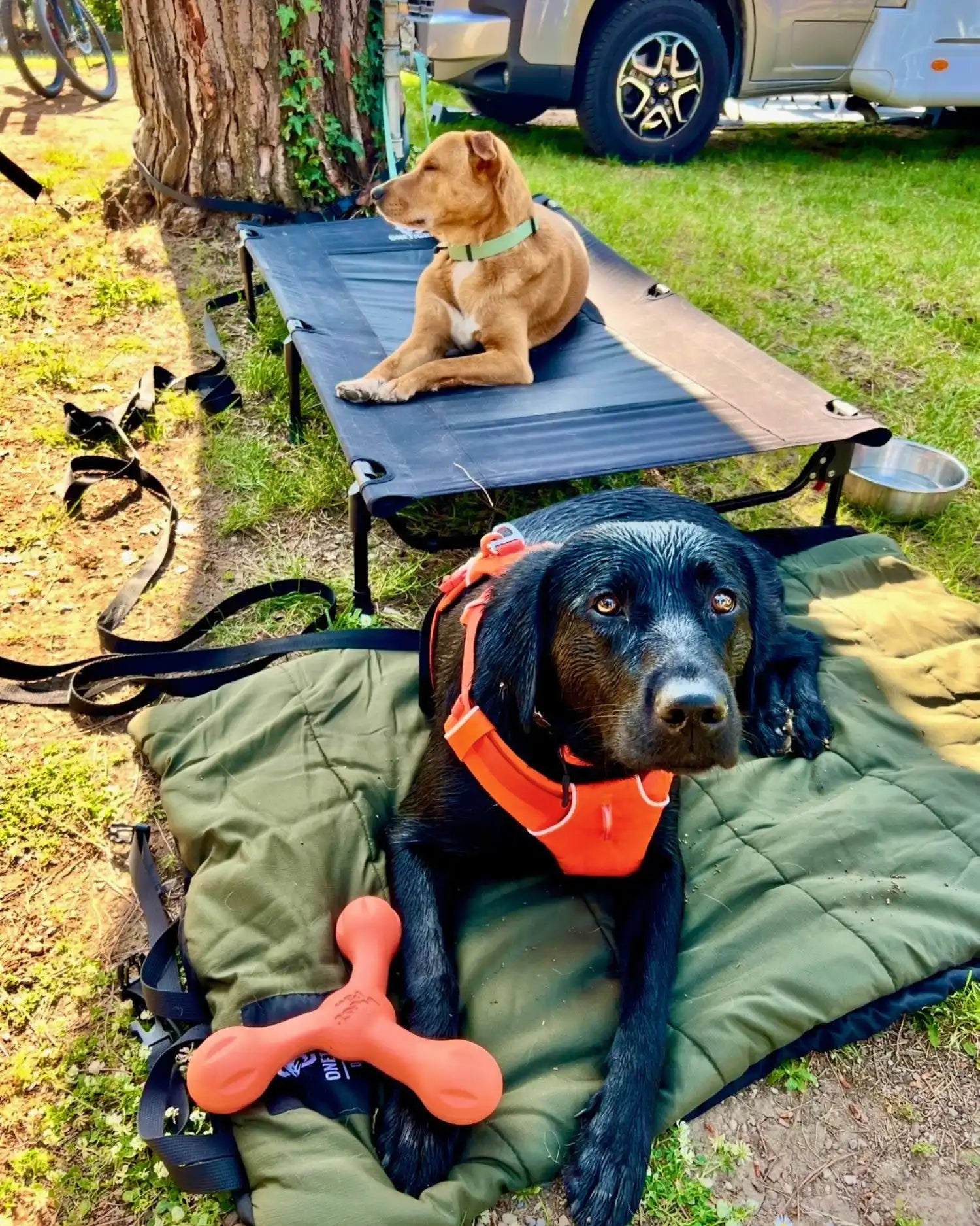 Zwei Hunde ruhen sich im Schatten an einem Campingplatz aus: ein hellbrauner Hund liegt auf einer erhöhten Hundeliege unter einem Baum, ein schwarzer Hund mit orangefarbenem Geschirr  liegt auf einer gepolsterten Decke daneben, im Hintergrund steht ein Wassernapf bereit
