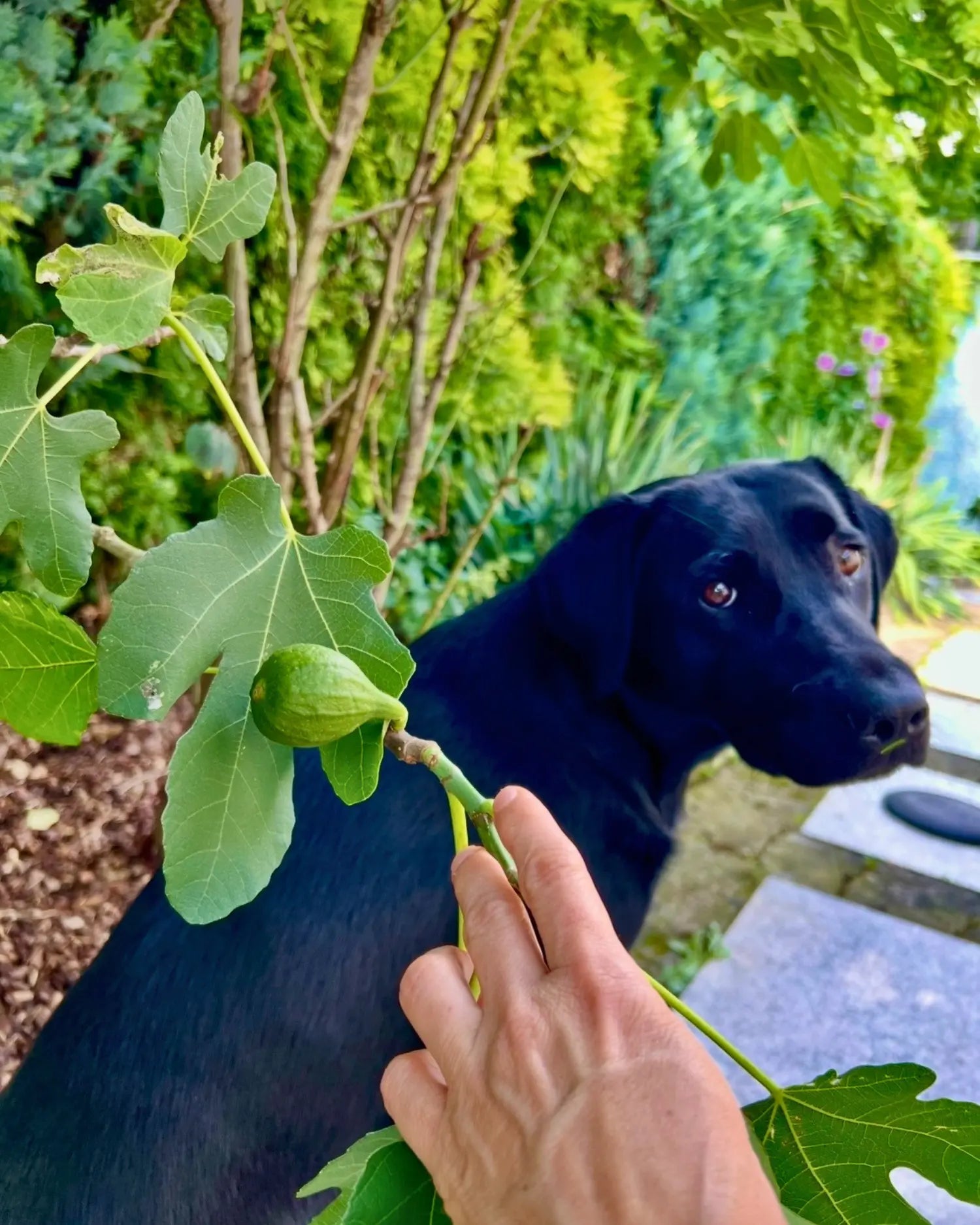 Schwarzer Hund im Garten schaut neugierig zu einer Hand, die einen Zweig mit noch grüner, unreifer Feige am Feigenbaum hält 