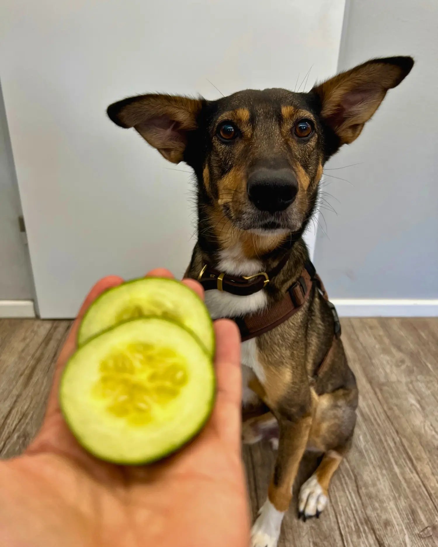 Hund mit aufgestellten Ohren sitzt aufmerksam vor einer Hand, die zwei aufgeschnittene Gurkenscheiben hält