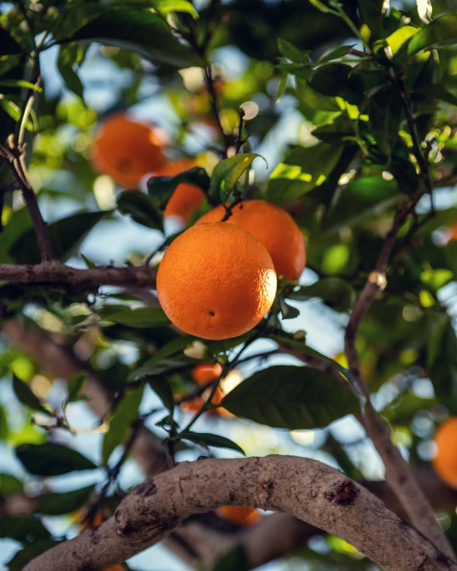 Nahaufnahme von Orangen im Baum