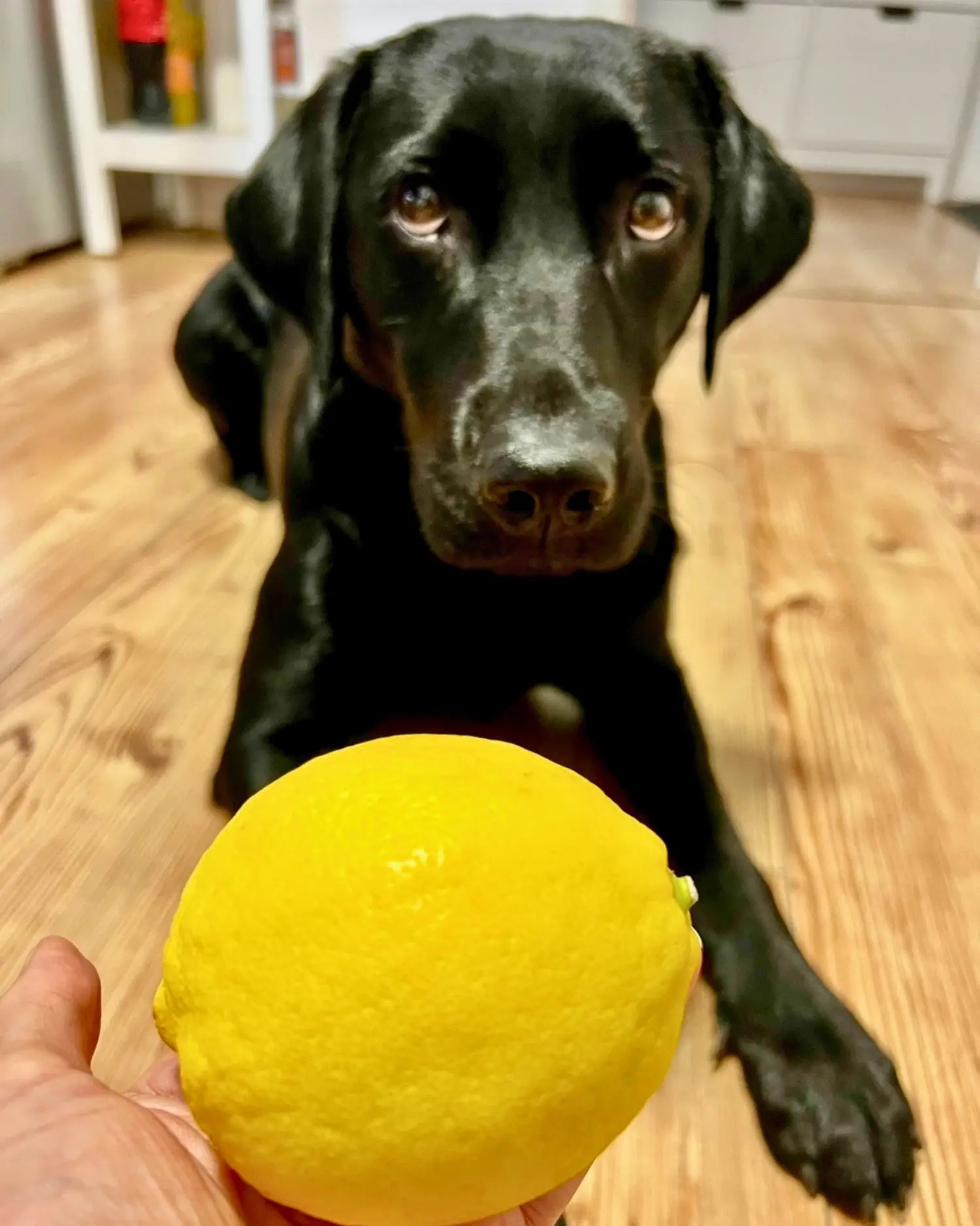 Schwarzer Labrador liegt auf Holzboden und schaut skeptisch auf eine Zitrone, die eine Hand ihm entgegenhält 