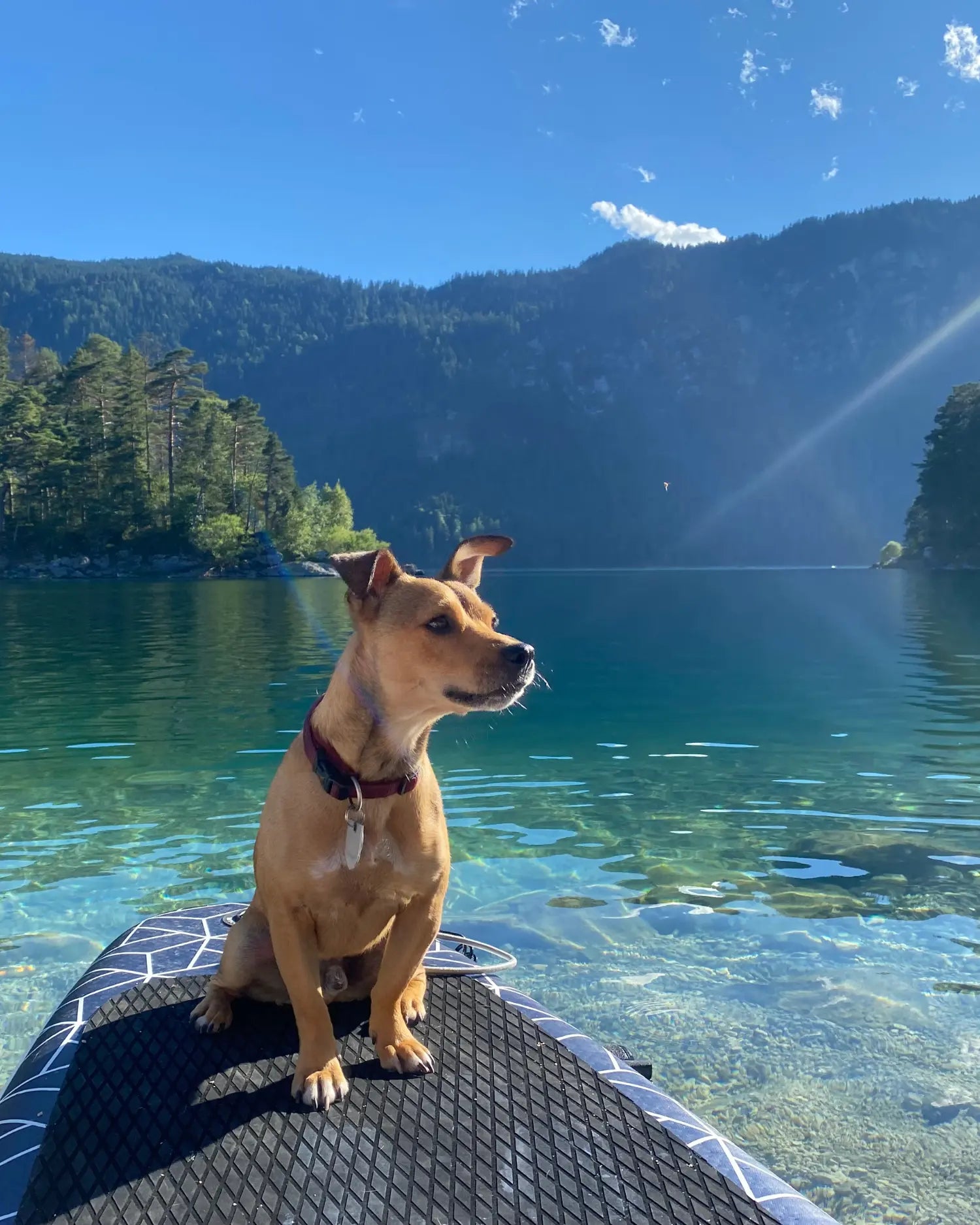 Ein braun-beiger Terrier-Mischling sitzt auf einem Stand-up-Paddle-Board auf einem türkisfarbenen Bergsee, im Hintergrund bewaldete Berghänge