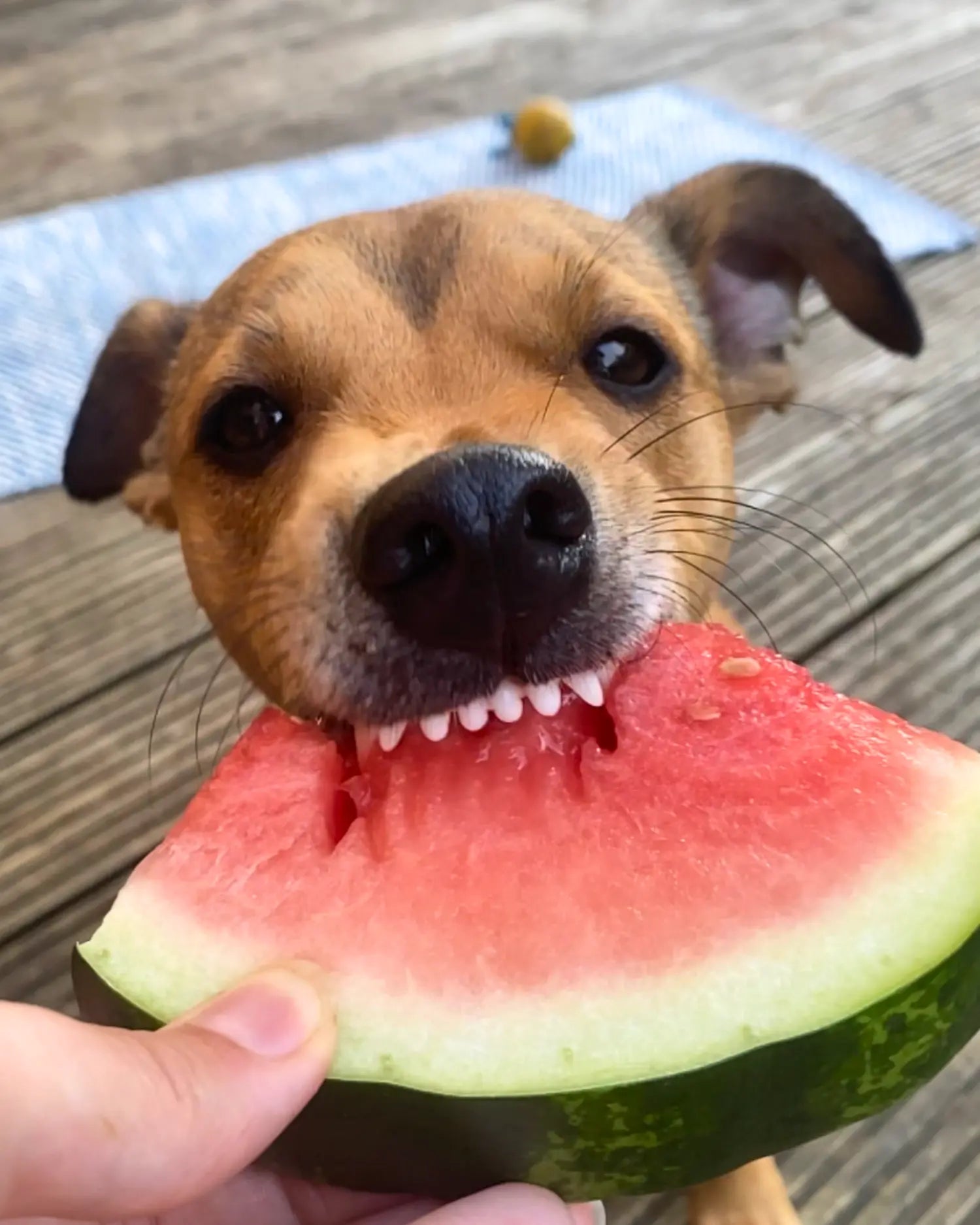 Kleiner Hund beißt freudig in ein Stück Wassermelone, das eine Hand hält – im Freien auf einem Holzuntergrund.