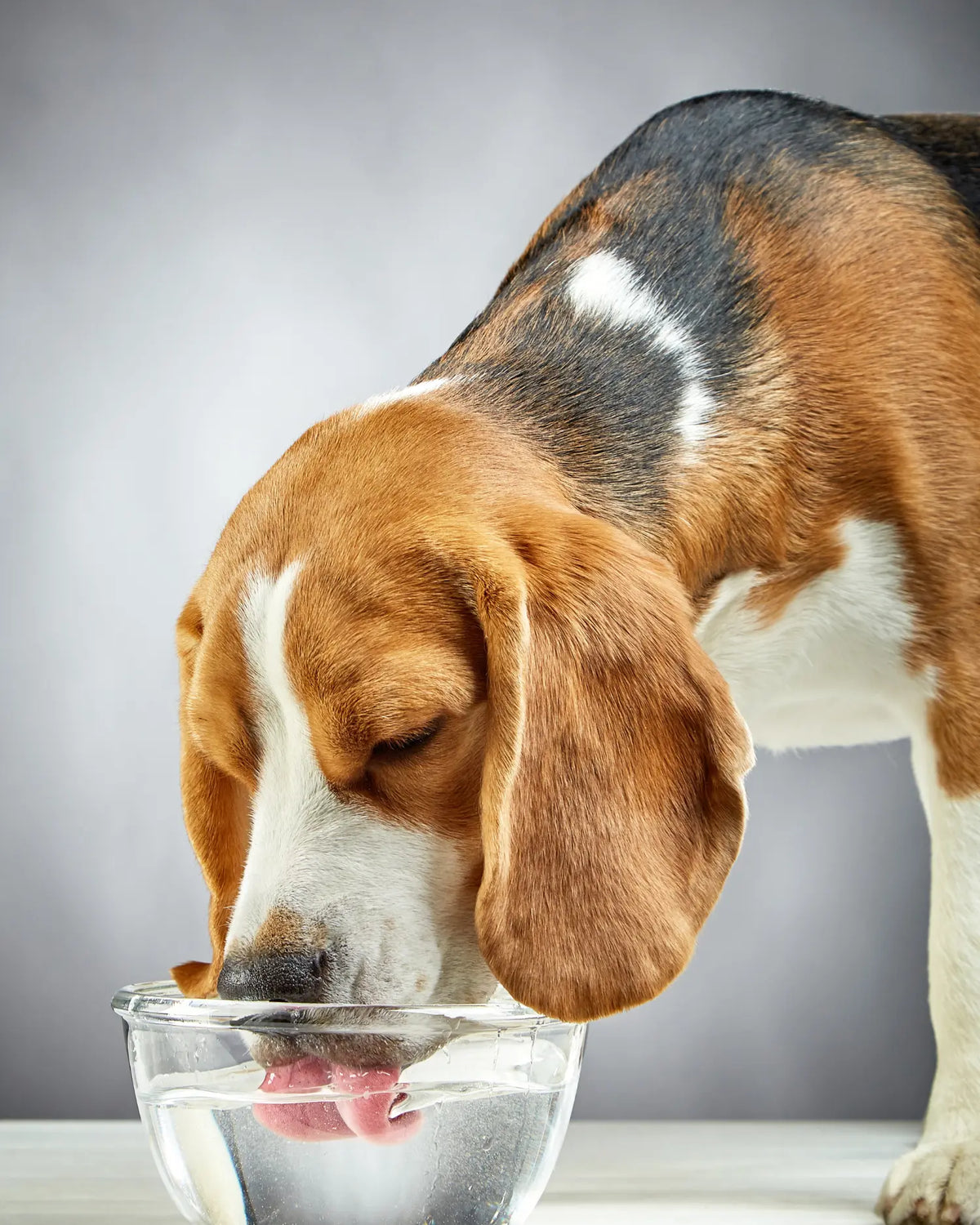 Nahaufnahme eines Beagles, der aus einer Glasschüssel Wasser trinkt