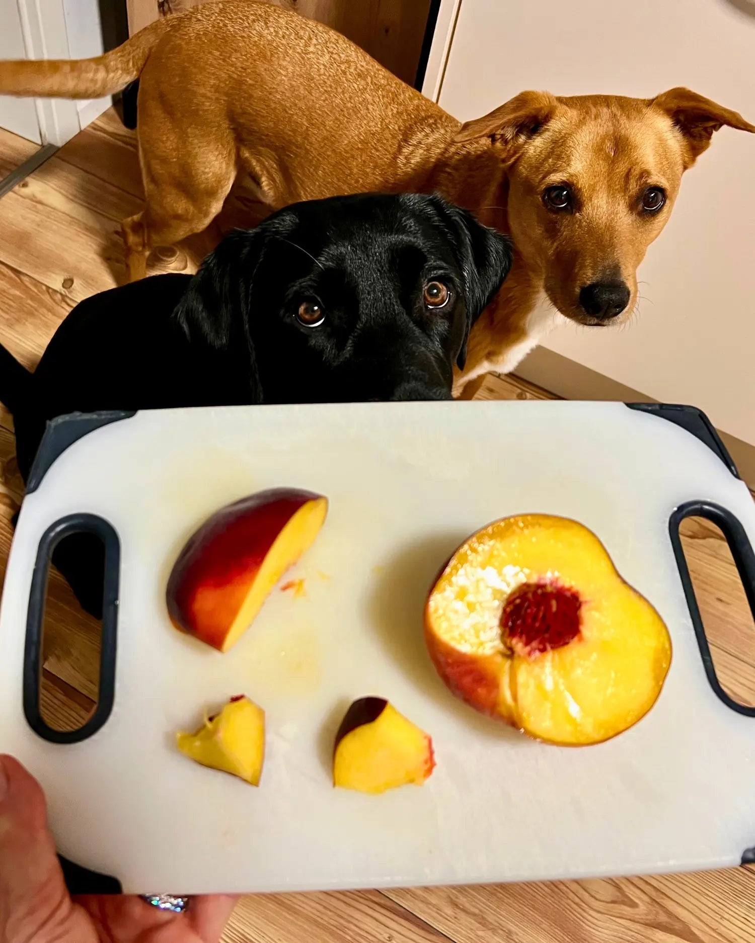Zwei Hunde stehen von einem Bettchen mit einer aufgeschnittene Nektarine mit sichtbarem Kern sowie einer Fruchtscheibe 