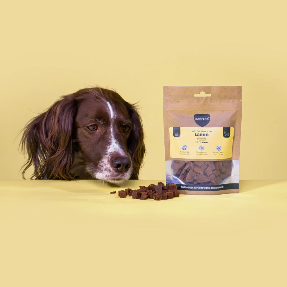 Ein braun-weißer Hund mit Schlappohren beschnuppert Leckerli vom Lamm der Marke BARFER'S, die neben einer vollen Verpackung "Würfelchen vom Lamm" liegen