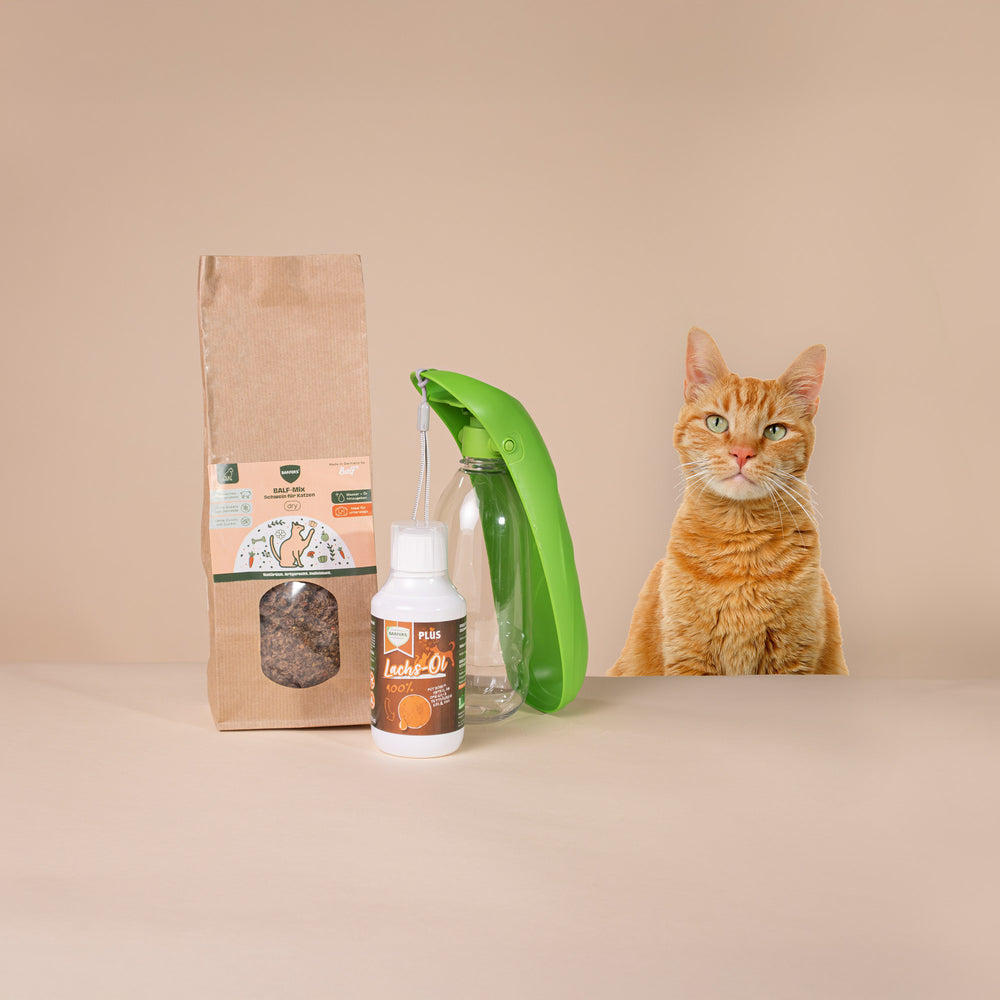 Abenteuer-Paket Schwein für Katzen