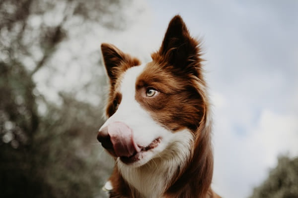Hund mit gestreckter Zunge