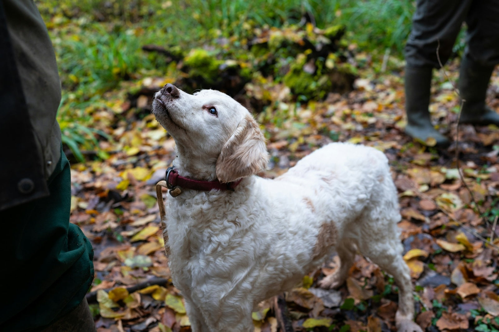 Hund schaut im Wald Besitzer an