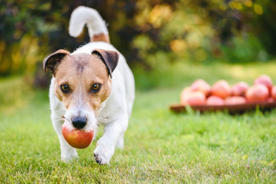 Hund mit Apfel in der Schnauze.