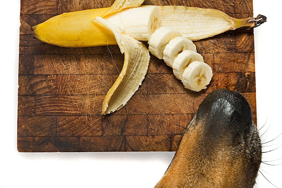 Hund welcher Banane essen möchte