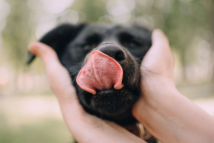Hund mit Zunge draußen