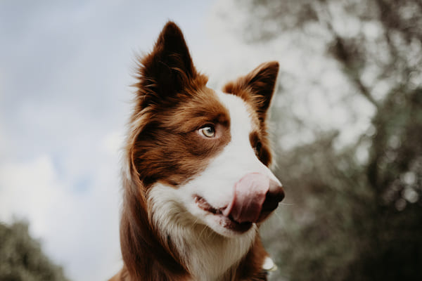 Hund mit ausgestreckter Zunge