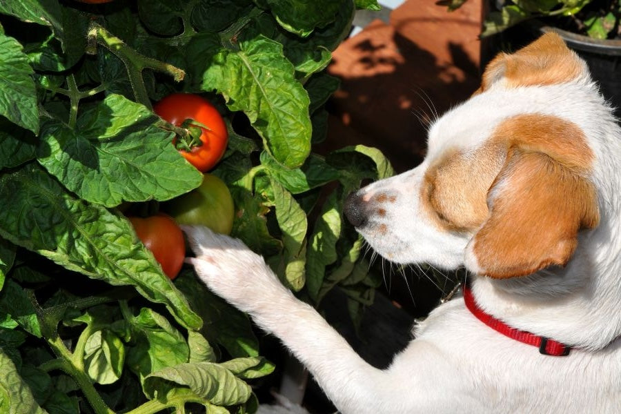 Hund vor Tomatenstrauch