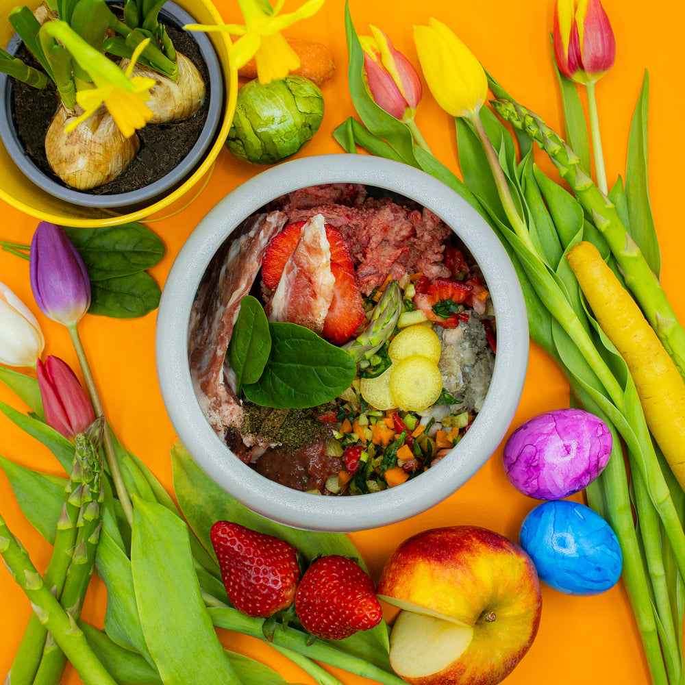 Frühlingsnapf Lamm mit Spargel für Hunde