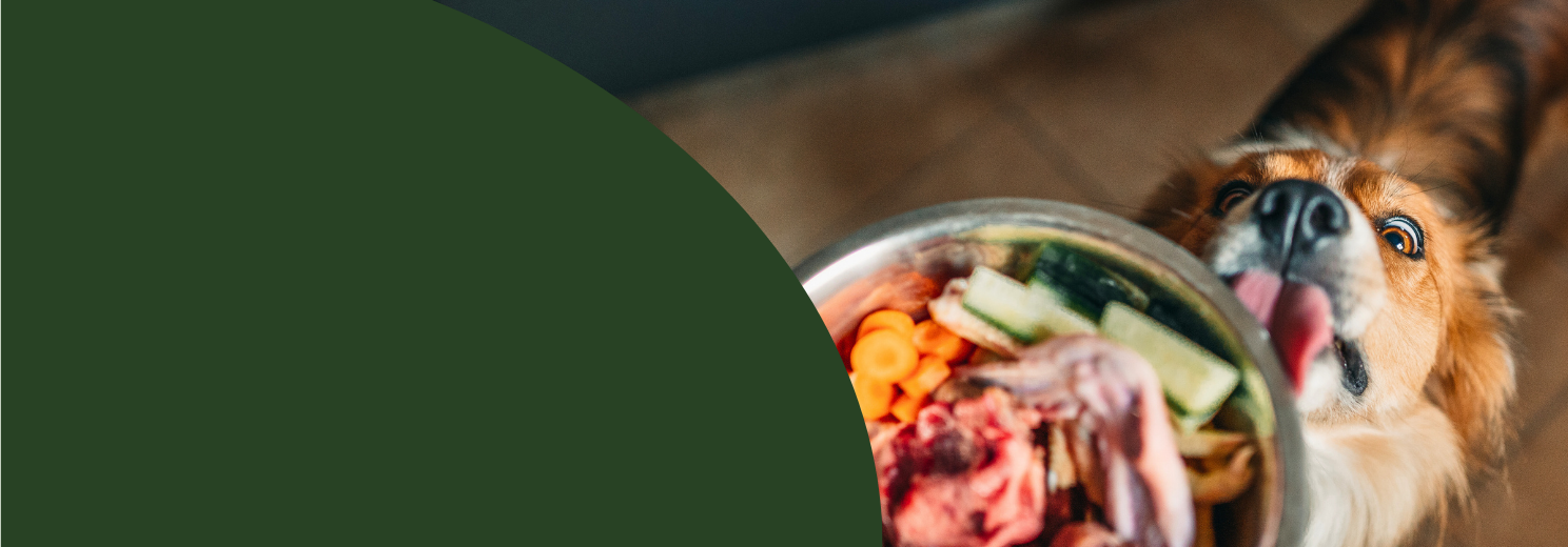 Hund leckt am vollen Napf gefüllt mit BARF