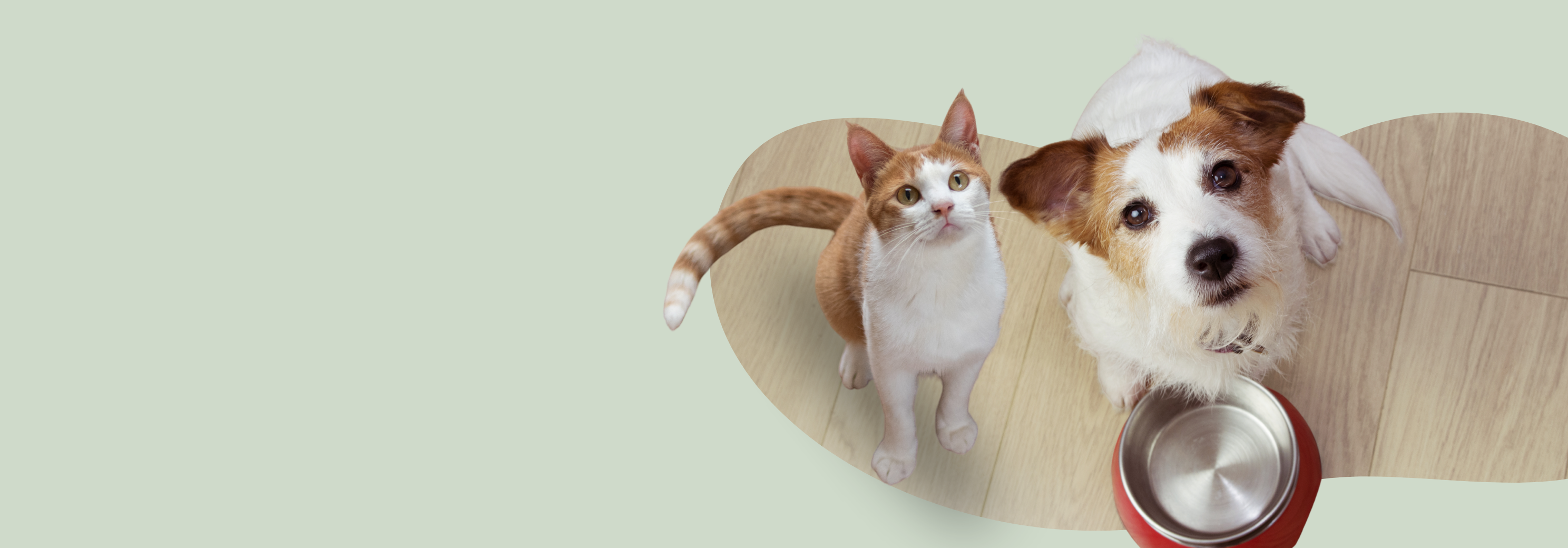 Hund und Katze warten gemeinsam vor dem leeren BARF-Futternapf 