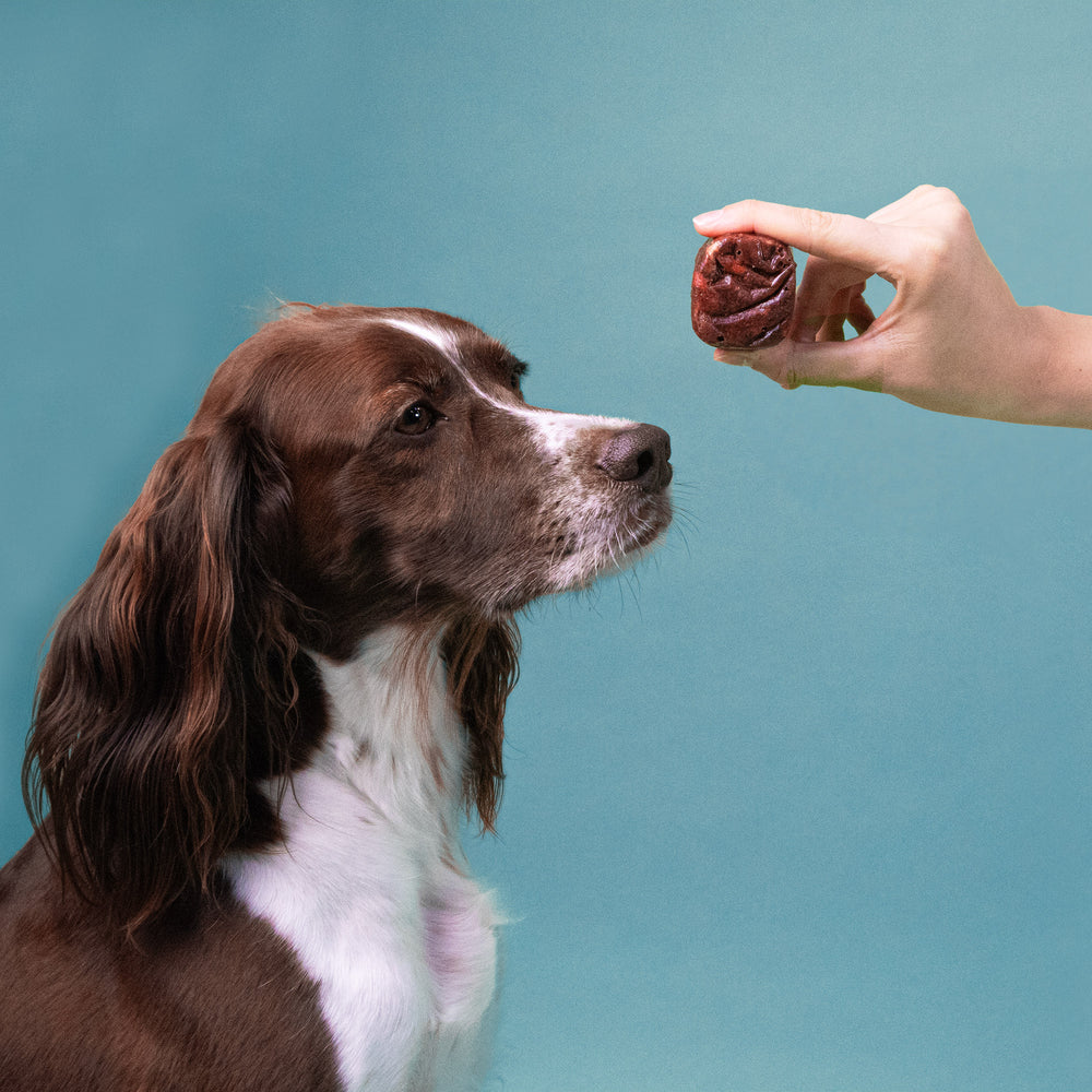 Hund blickt auf einen gefrorenen Würfel des BARFER’S Innereien-Mix Lamm mit Herz, der ihm von einer Hand vor die Nase gehalten wird