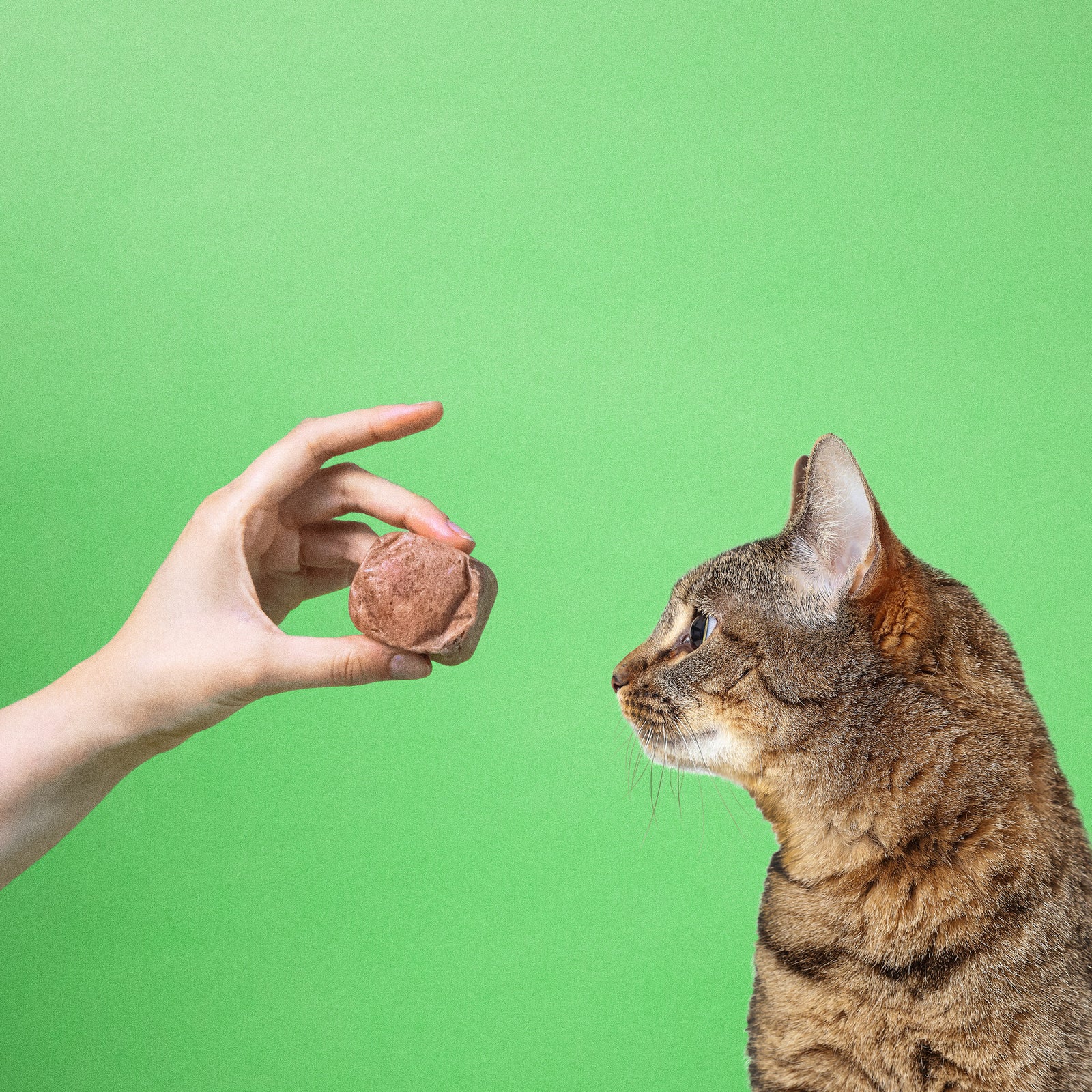 Eine Hand hält einer Katze einen 50g-Würfel vom BARFER’S Komplett-Mix für Katzen vor die Nase