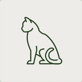 Katze
