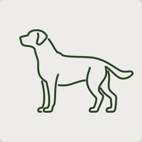 Hund